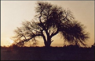 Caldén: árbol típico de La Pampa.